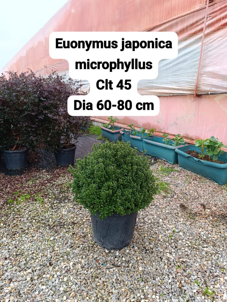 Euonymus Japonica Microphyllus