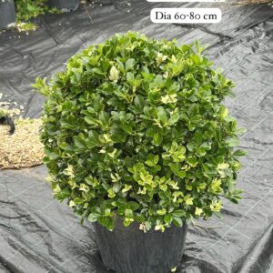 Euonymus Japonica Pierrolino Sense Ball