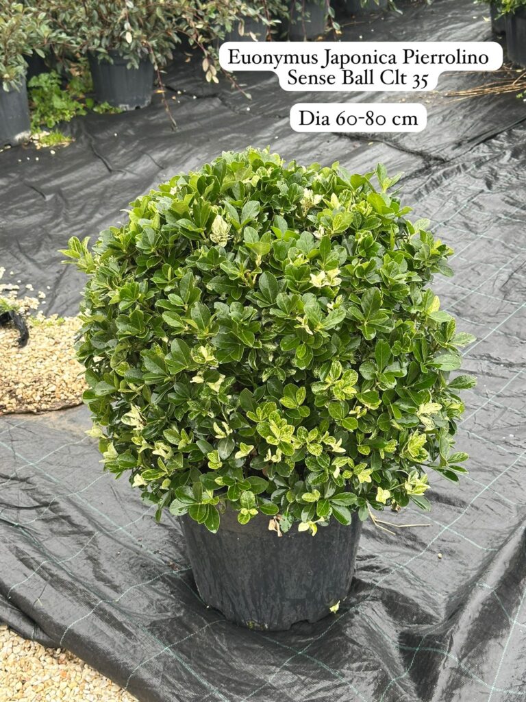 Euonymus Japonica Pierrolino Sense Ball