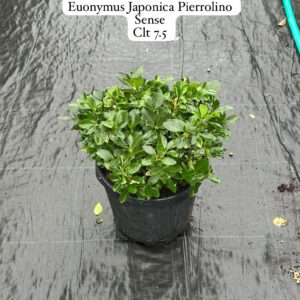 Euonymus Japonica Pierrolino Sense