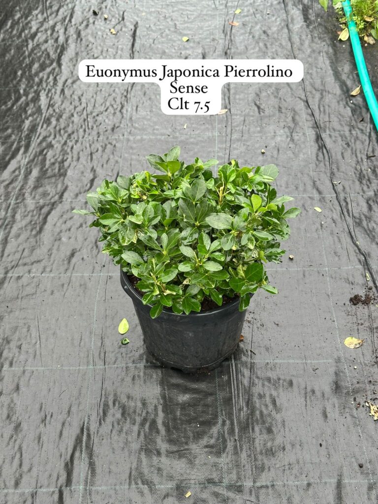 Euonymus Japonica Pierrolino Sense
