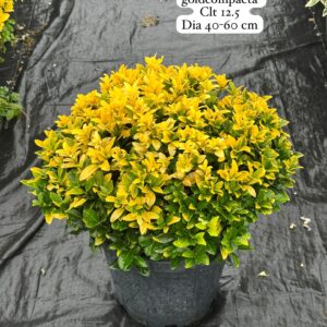 Euonymus Japonica
