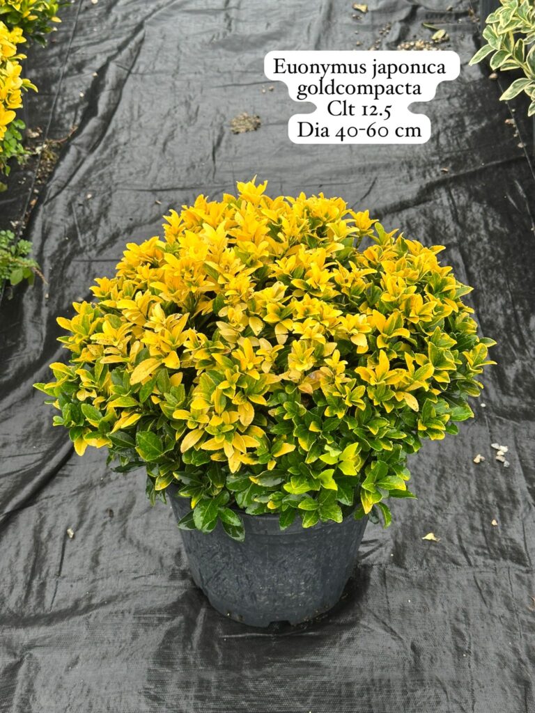 Euonymus Japonica