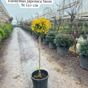 Euonymus Japonica Stem