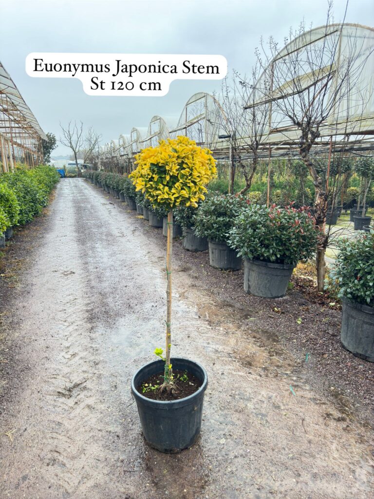 Euonymus Japonica Stem