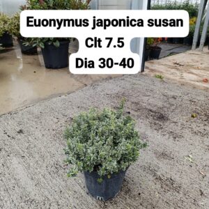 Euonymus Japonica Susai