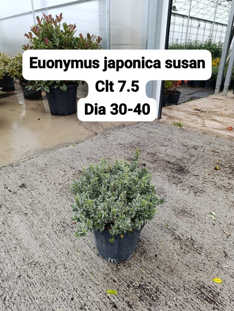 Euonymus Japonica Susai