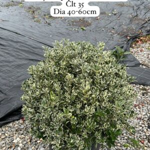Euonymus Japonica Susai Ball