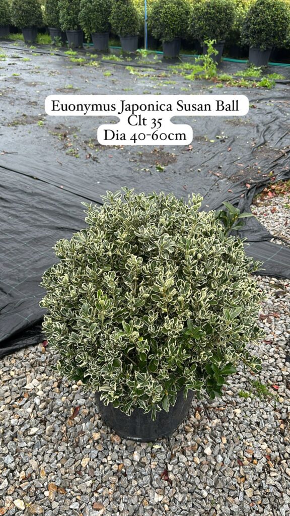 Euonymus Japonica Susai Ball