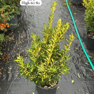 Euonymus Japonica Variegata