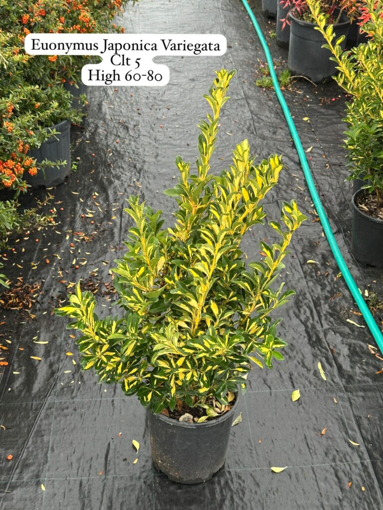 Euonymus Japonica Variegata