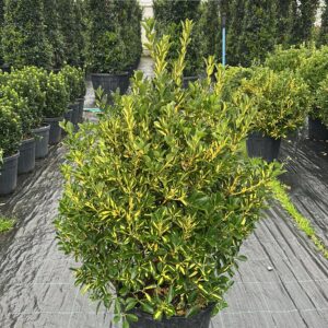 Euonymus Japonica Variegata Ball