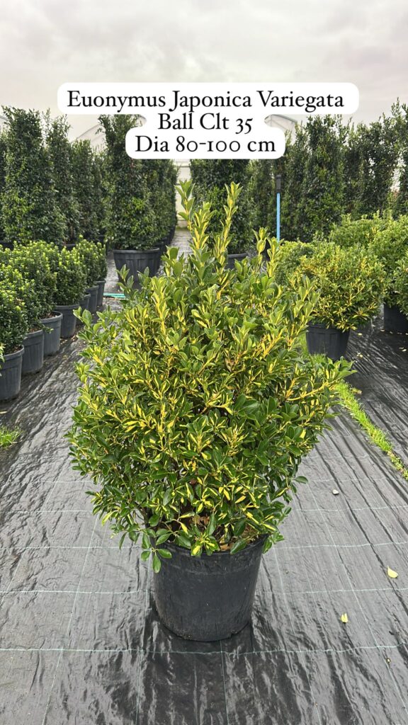 Euonymus Japonica Variegata Ball