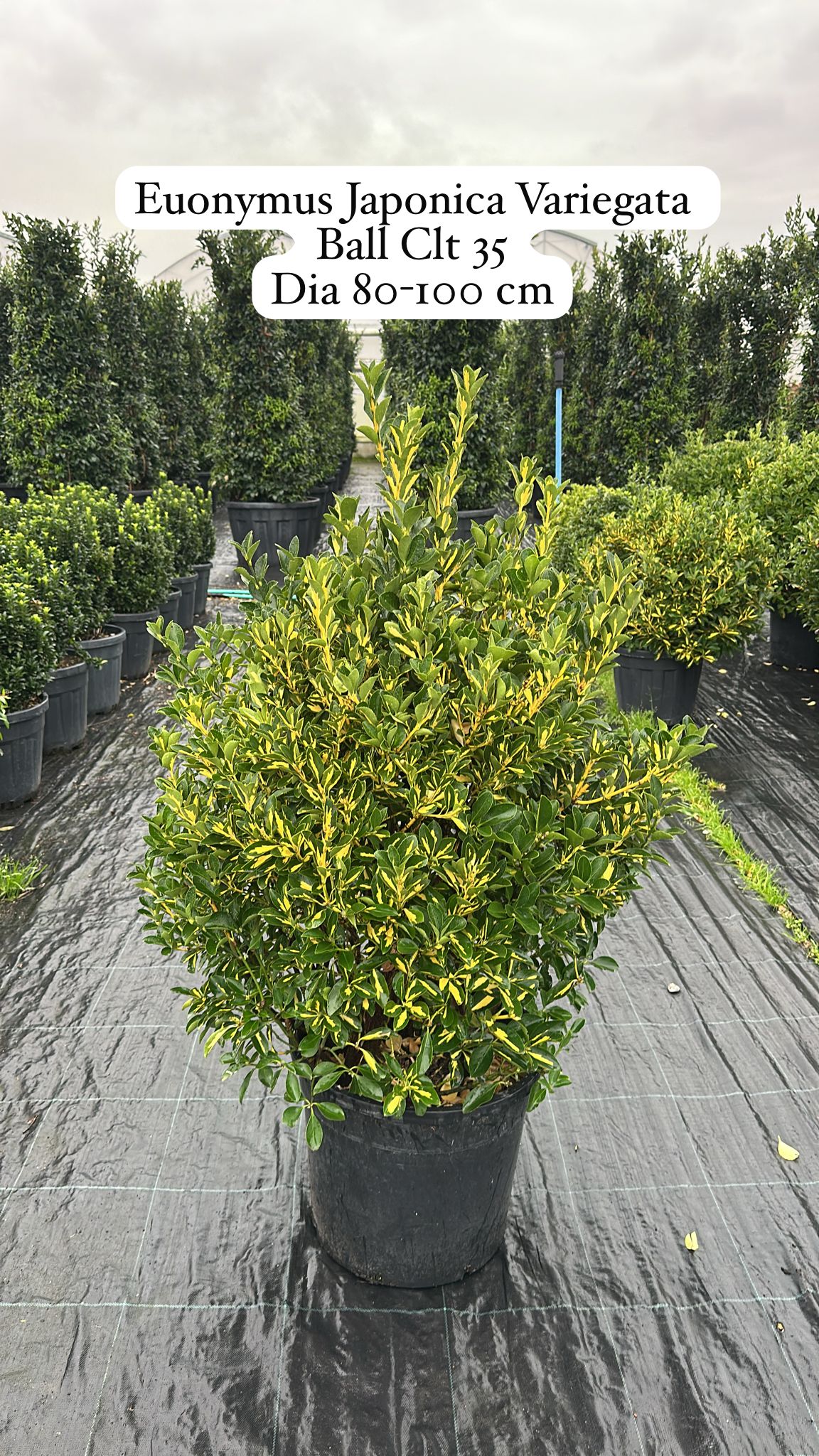 Euonymus Japonica Variegata Ball