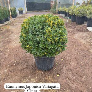 Euonymus Japonica Variegata