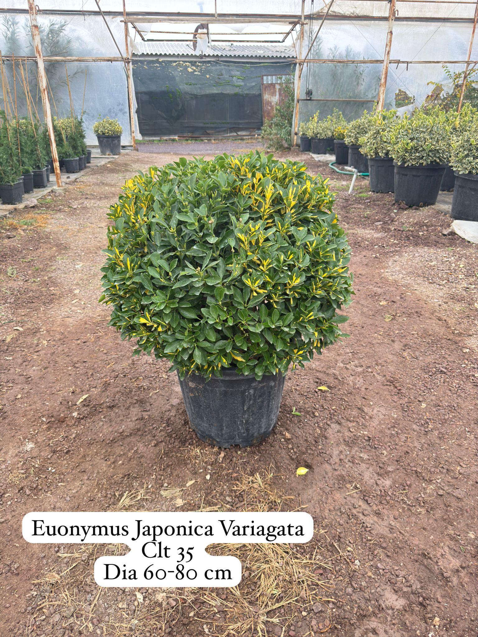 Euonymus Japonica Variegata