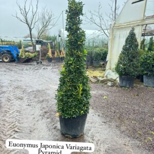 Euonymus Japonica Variegata Pyramid