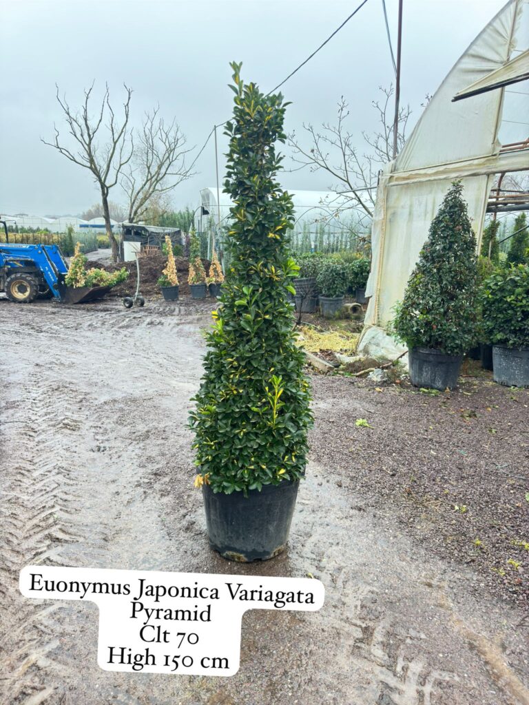 Euonymus Japonica Variegata Pyramid
