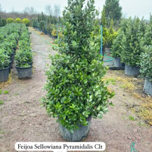 Feijoa Sellowiana Pyramidalis Pyramid