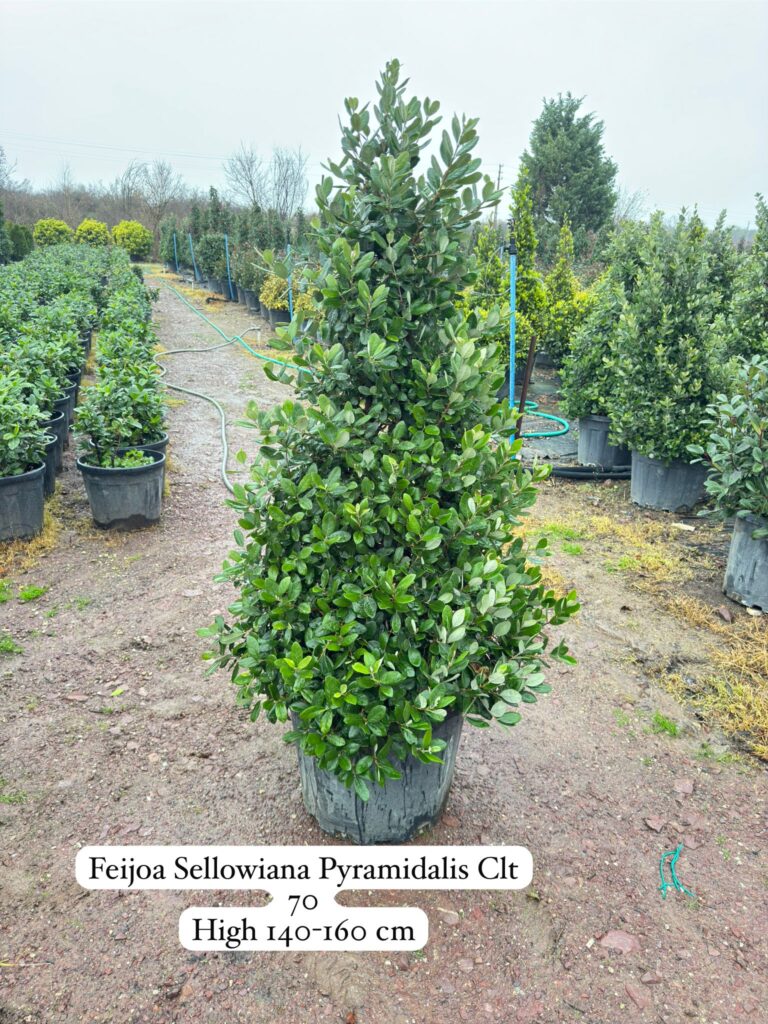 Feijoa Sellowiana Pyramidalis Pyramid