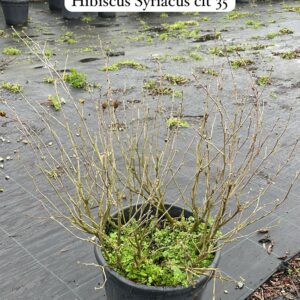 Hibiscus Syriacus
