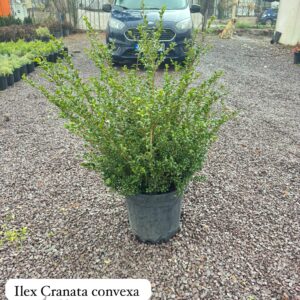 Ilex Crenata Convexa