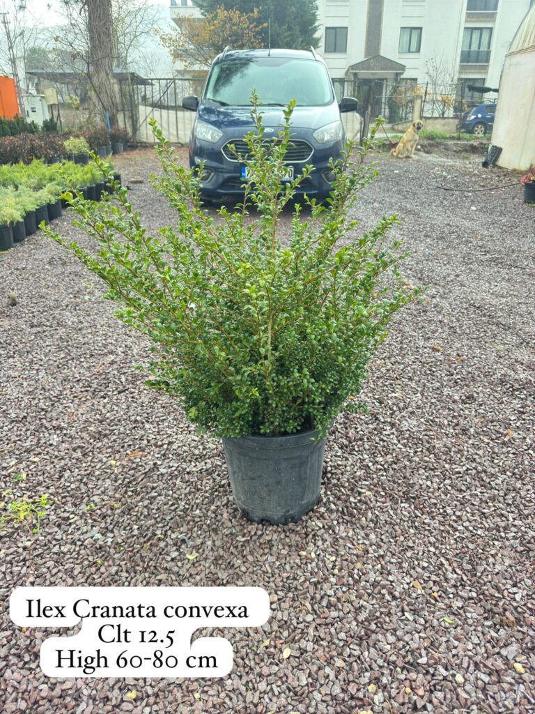 Ilex Crenata Convexa