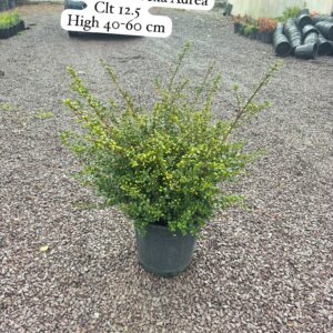 Ilex Crenata Convexa Aurea
