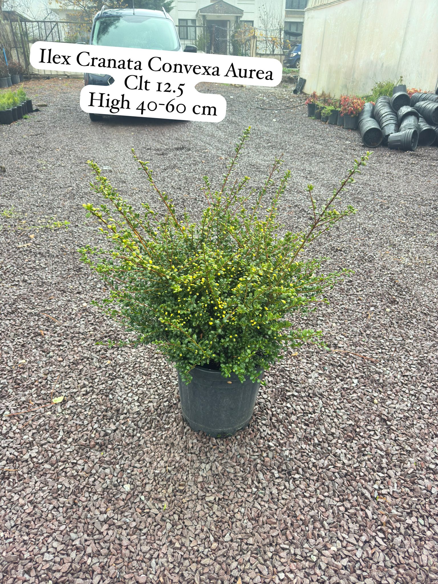 Ilex Crenata Convexa Aurea