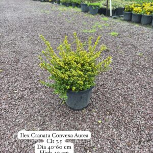 Ilex Crenata Convexa Aurea