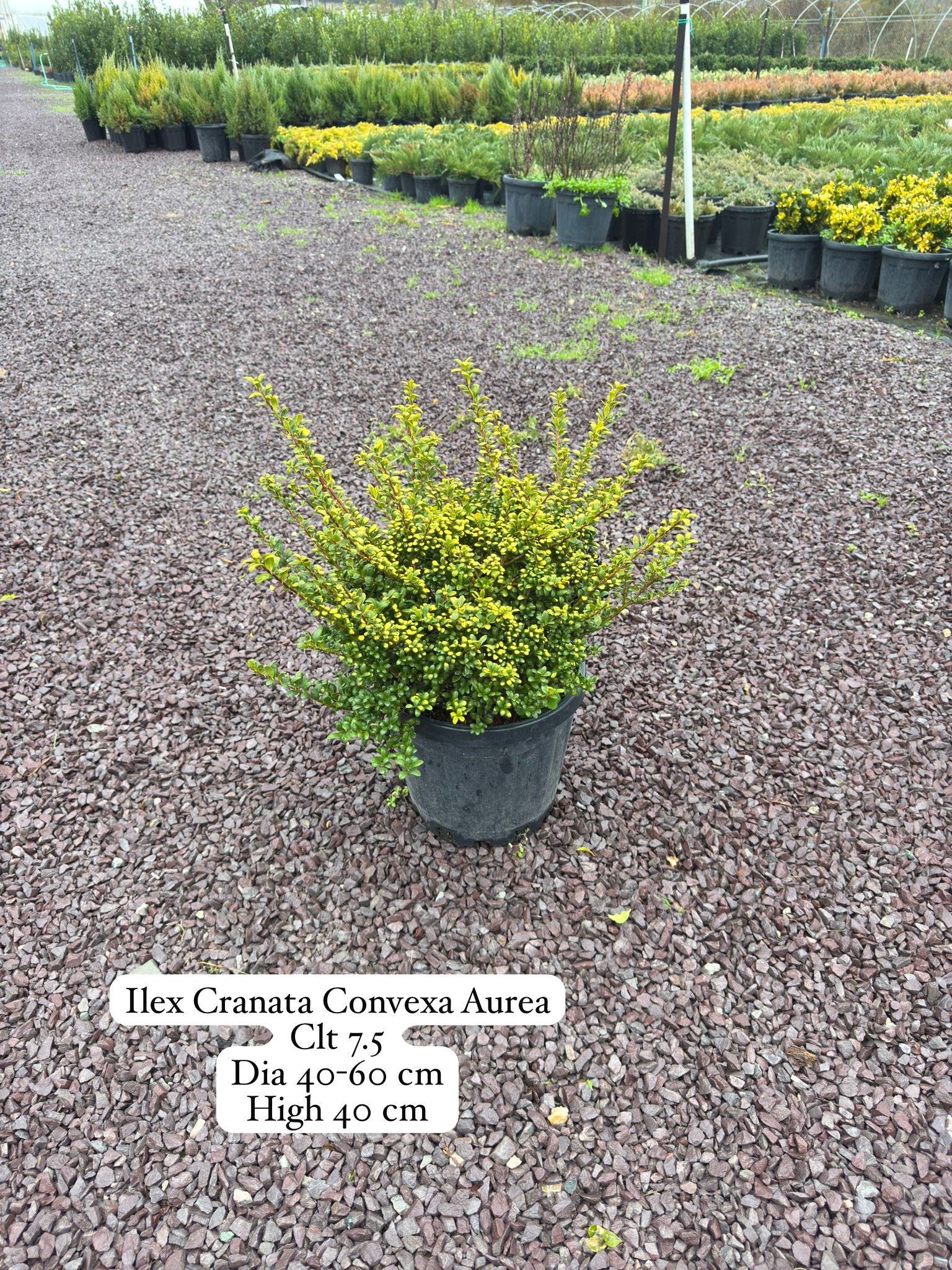 Ilex Crenata Convexa Aurea