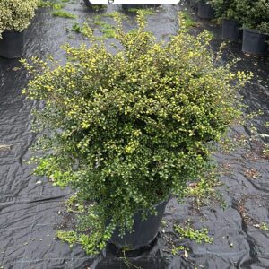 Ilex Crenata Convexa Gold