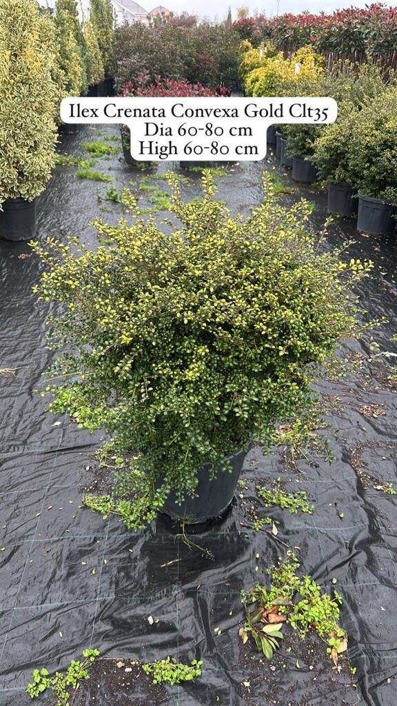 Ilex Crenata Convexa Gold
