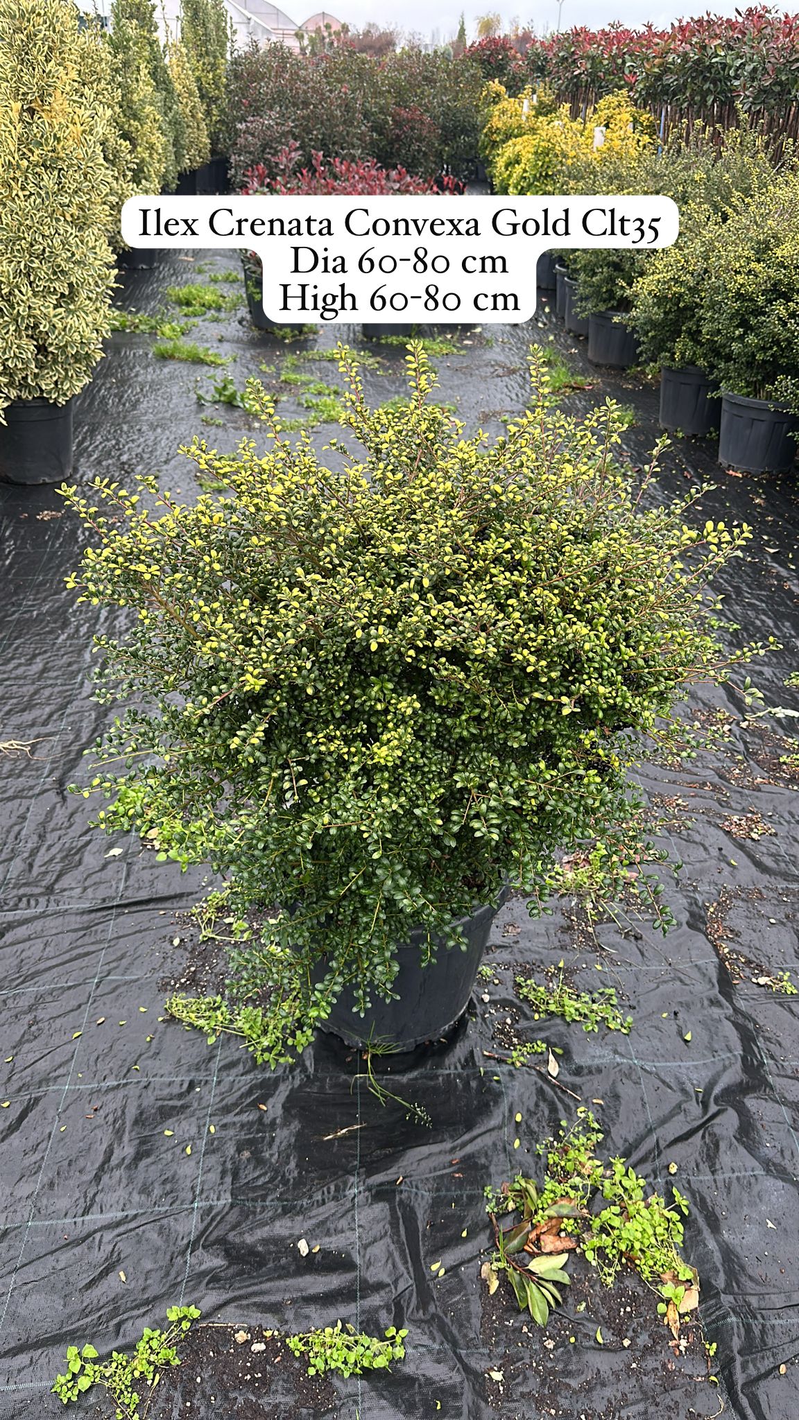 Ilex Crenata Convexa Gold