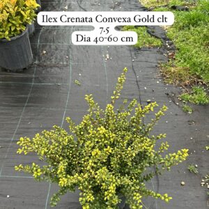 Ilex Crenata Convexa Gold