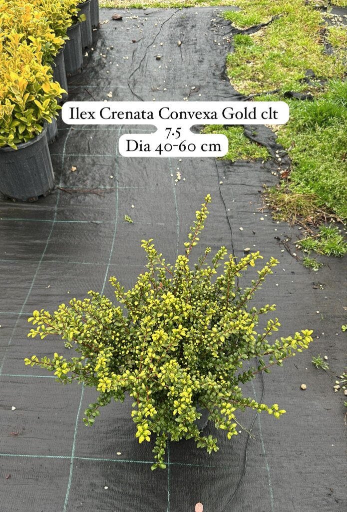 Ilex Crenata Convexa Gold