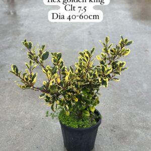 Ilex Golden King