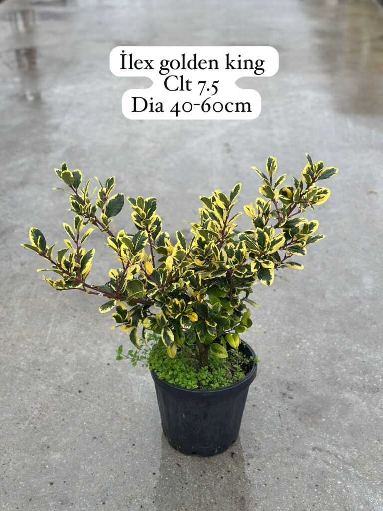 Ilex Golden King