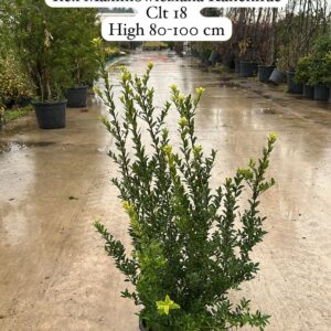 Ilex Maximowicziana Kanehira