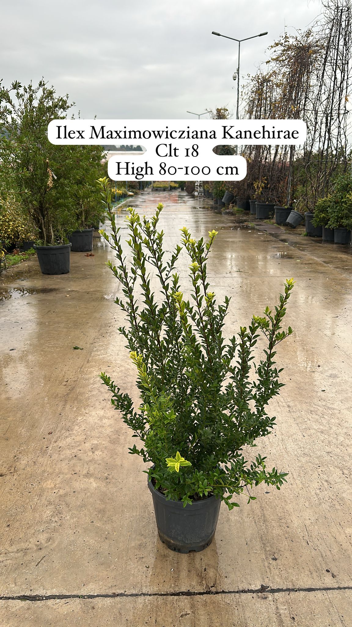 Ilex Maximowicziana Kanehira