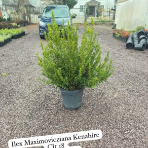 Ilex Maximowicziana Kanehira