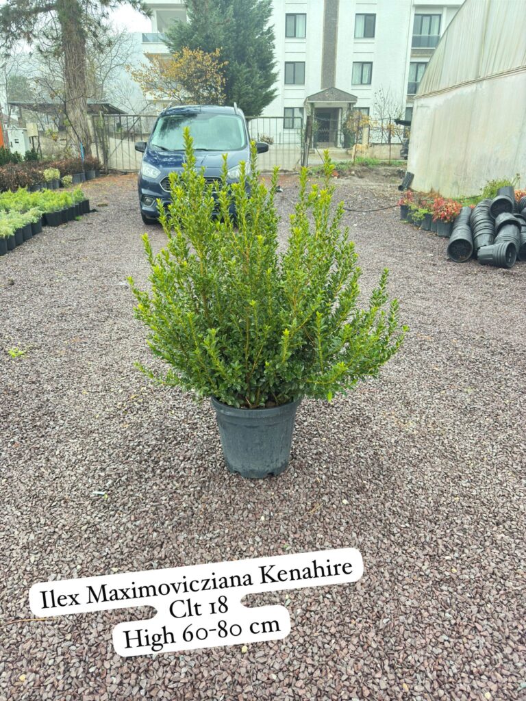 Ilex Maximowicziana Kanehira