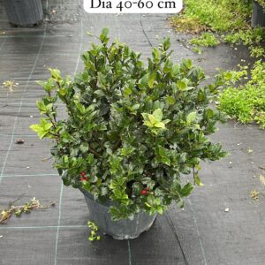 Ilex Meserveae Blue Maid