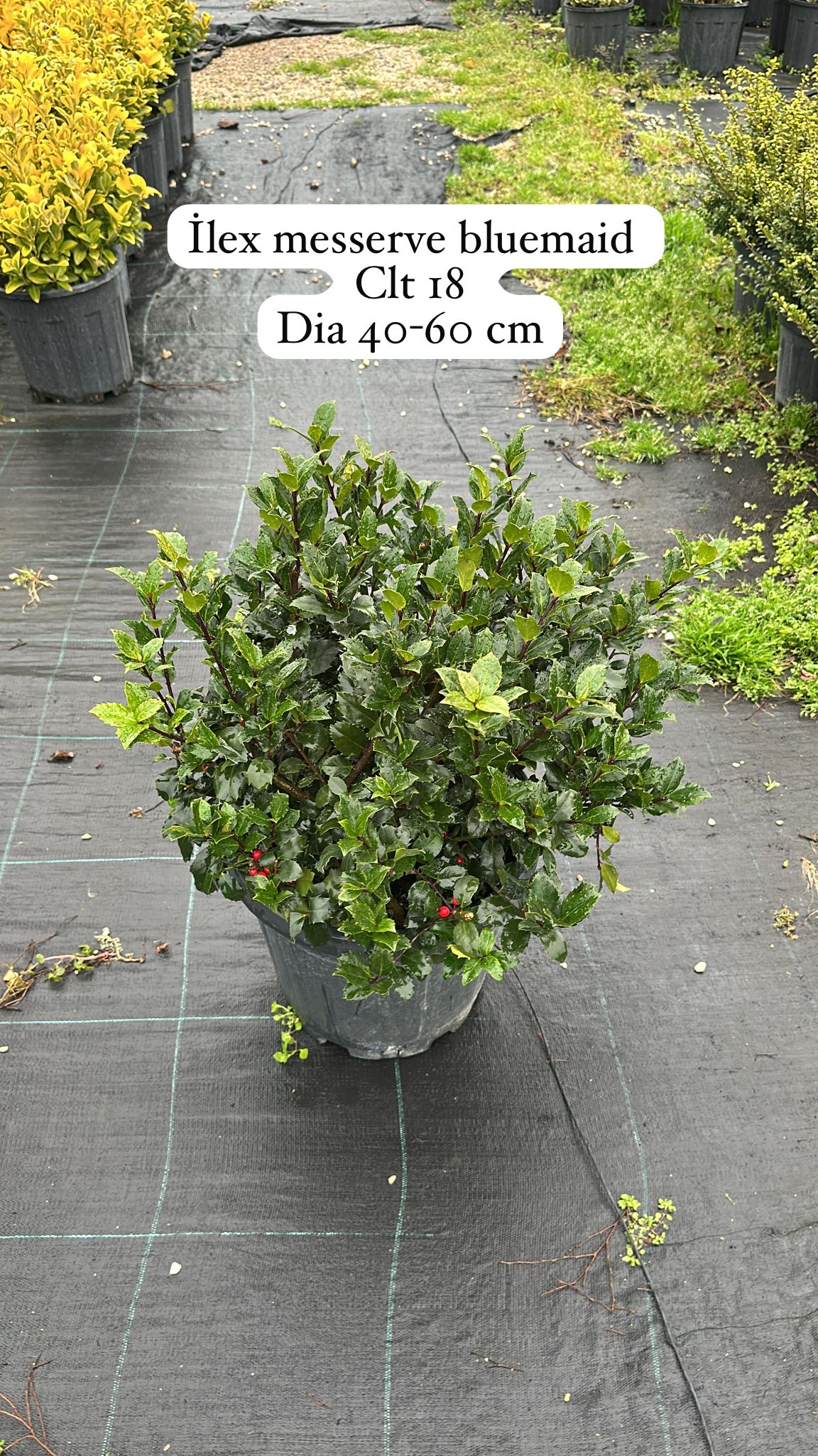 Ilex Meserveae Blue Maid