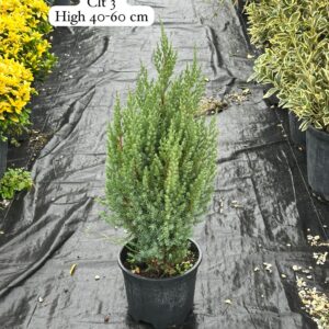 Juniperus Chinensis Stricta