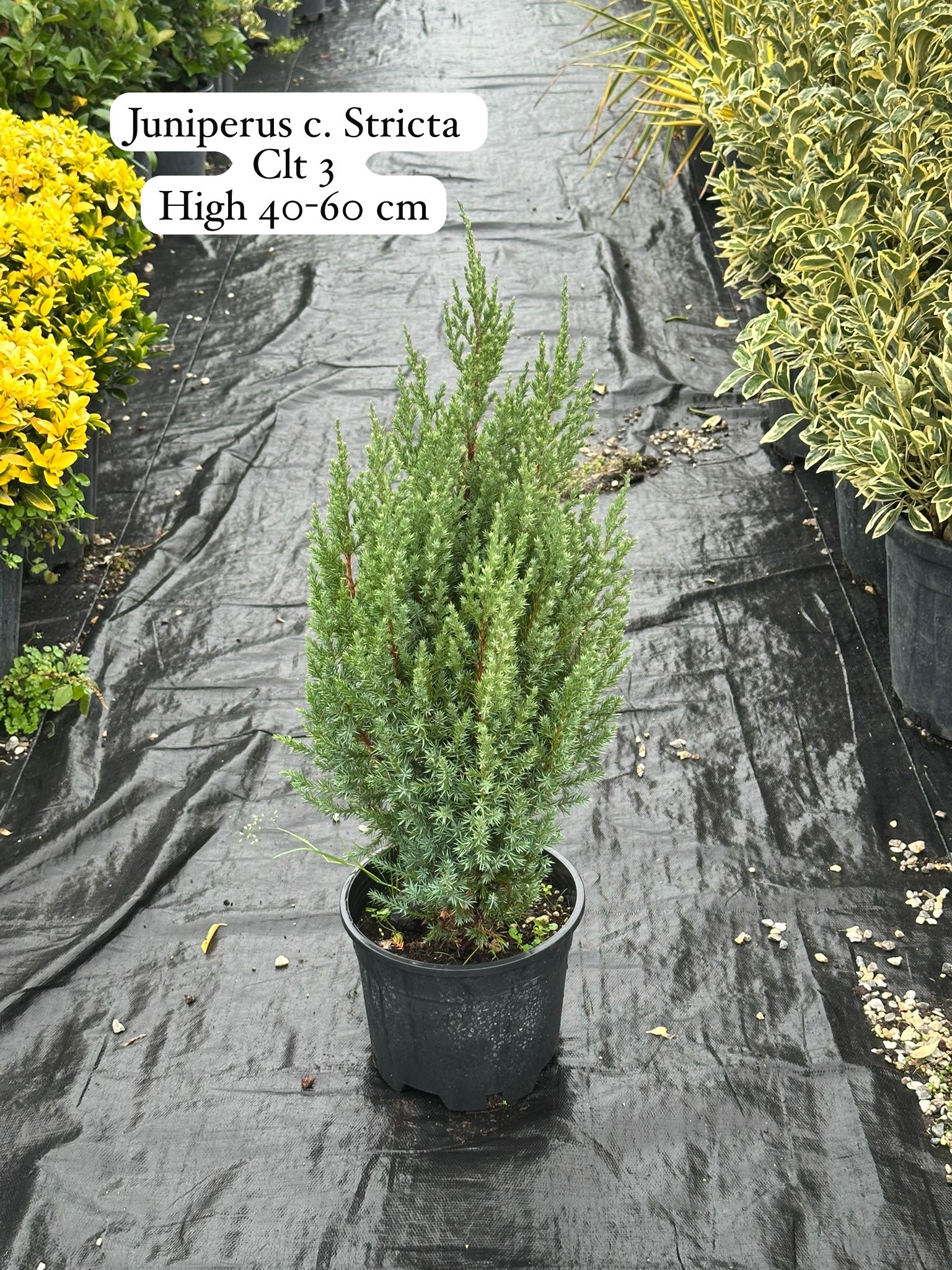 Juniperus Chinensis Stricta