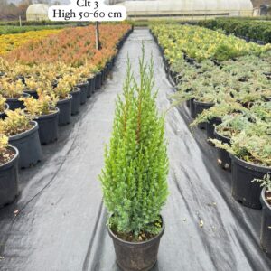 Juniperus Chinensis Stricta