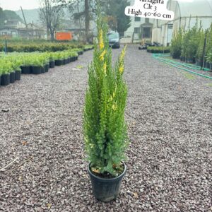 Juniperus Chinensis Stricta Variegata