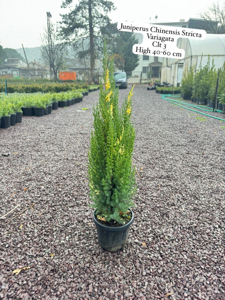 Juniperus Chinensis Stricta Variegata