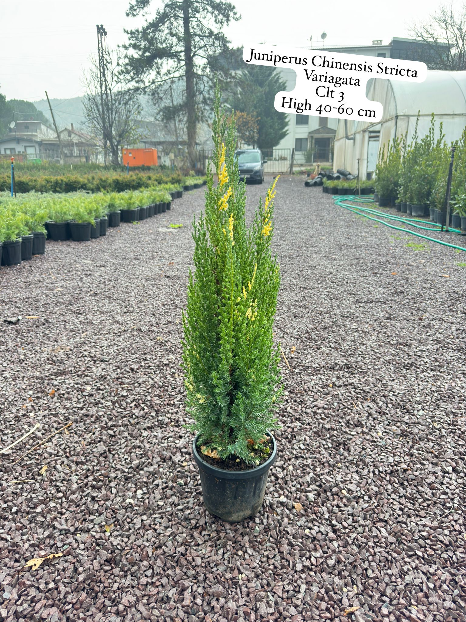Juniperus Chinensis Stricta Variegata